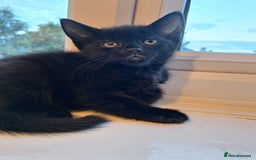 Domestic Shorthair cats for sale: ✨️ Beautiful 2 kittens 🩷🩵 Ready for homes now ✨️ - Image 17