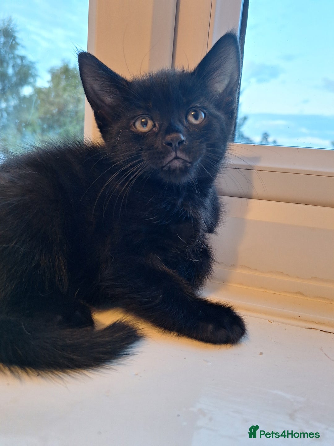 Domestic Shorthair cats for sale: ✨️ Beautiful 2 kittens 🩷🩵 Ready for homes now ✨️ - Image 17