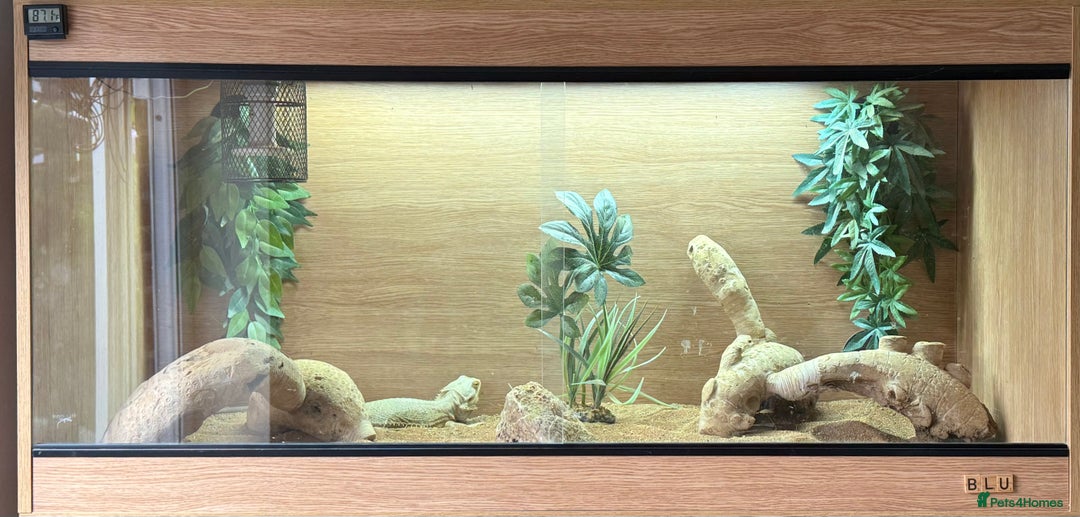Bearded Dragon reptiles for sale: Adult Male Bearded Dragon & Setup - Image 2