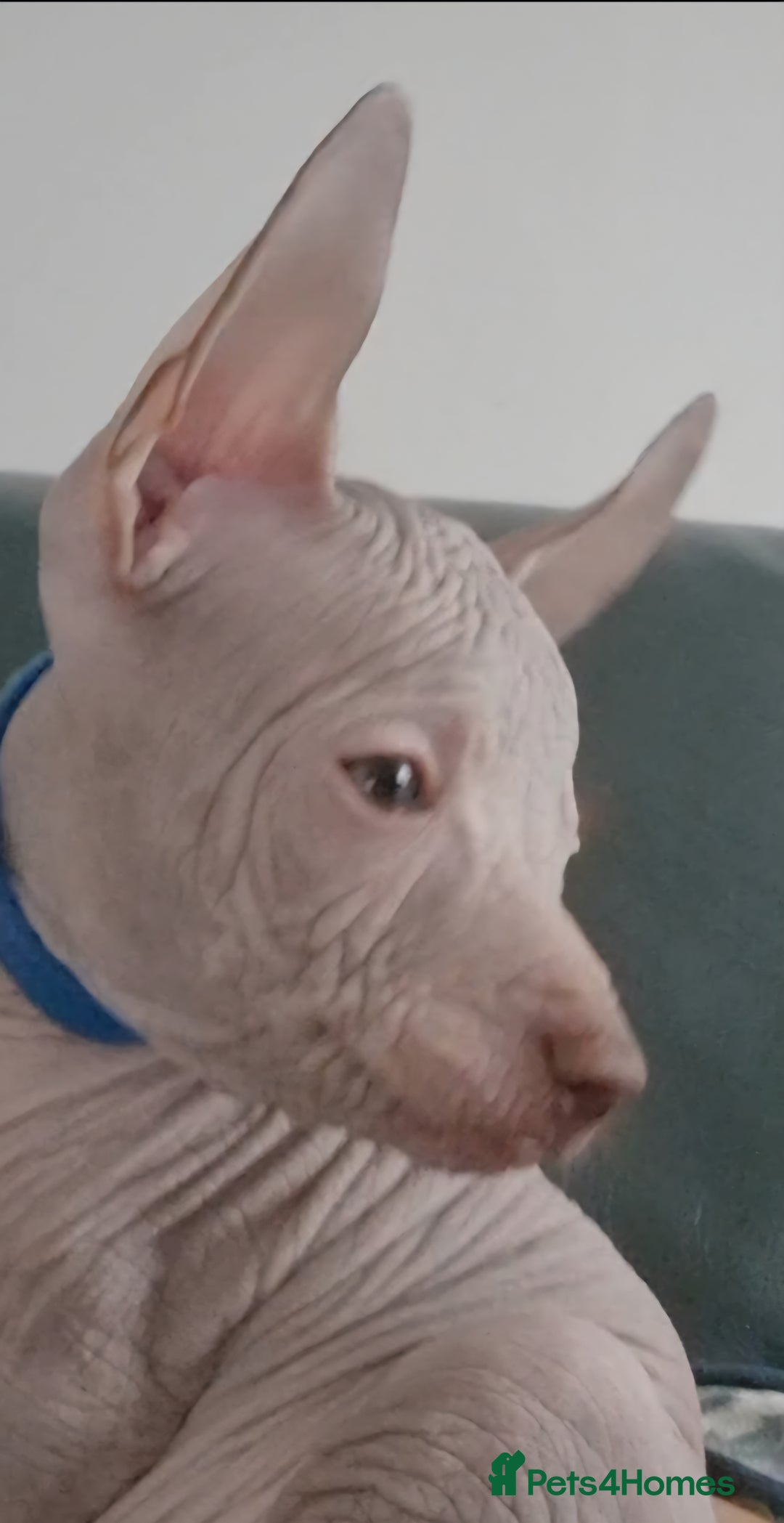 Mexican Hairless dogs for sale:  1 mini boy red  2000 mini black girl 2000. - Image 20