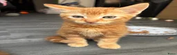 Mixed Breed cats for sale: Adorable Kittens Looking for Loving Homes!  - Advert 31