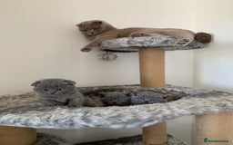 Scottish Fold cats for sale: Scottish Fold x Russian Blue Kittens  - Image 2