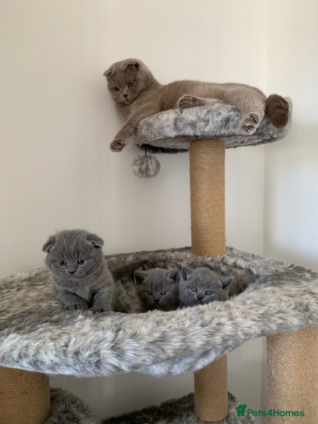 Scottish Fold cats for sale: Scottish Fold x Russian Blue Kittens  - Image 2