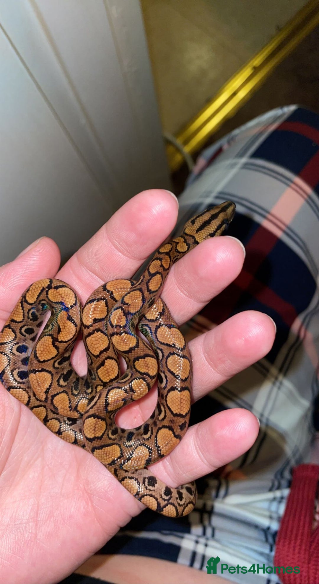 Snake reptiles for sale: Baby Brazilian rainbow boa  - Advert 5