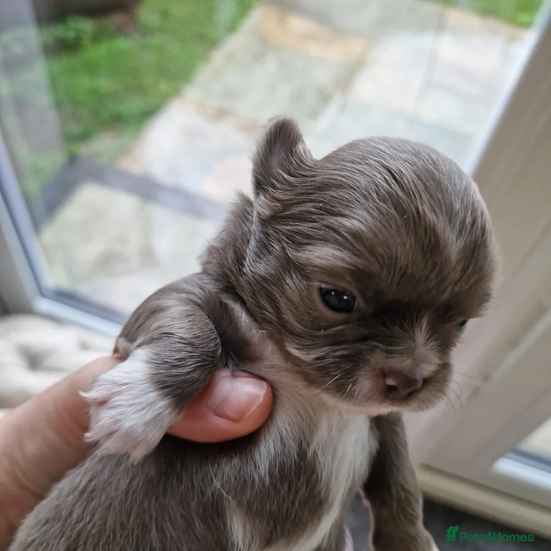 Chihuahua dogs for sale: Beautiful Chihuahua Puppies  - Advert 13
