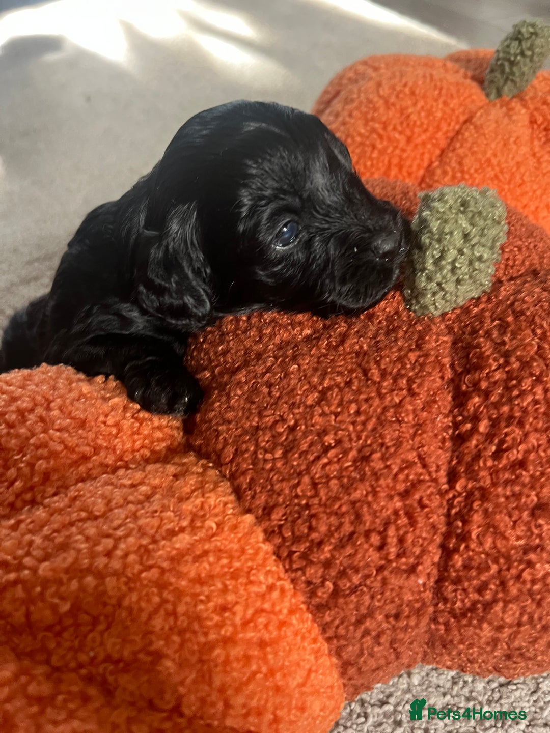Cavapoo dogs for sale: Beautiful cavapoo puppies 🐾 - Image 13