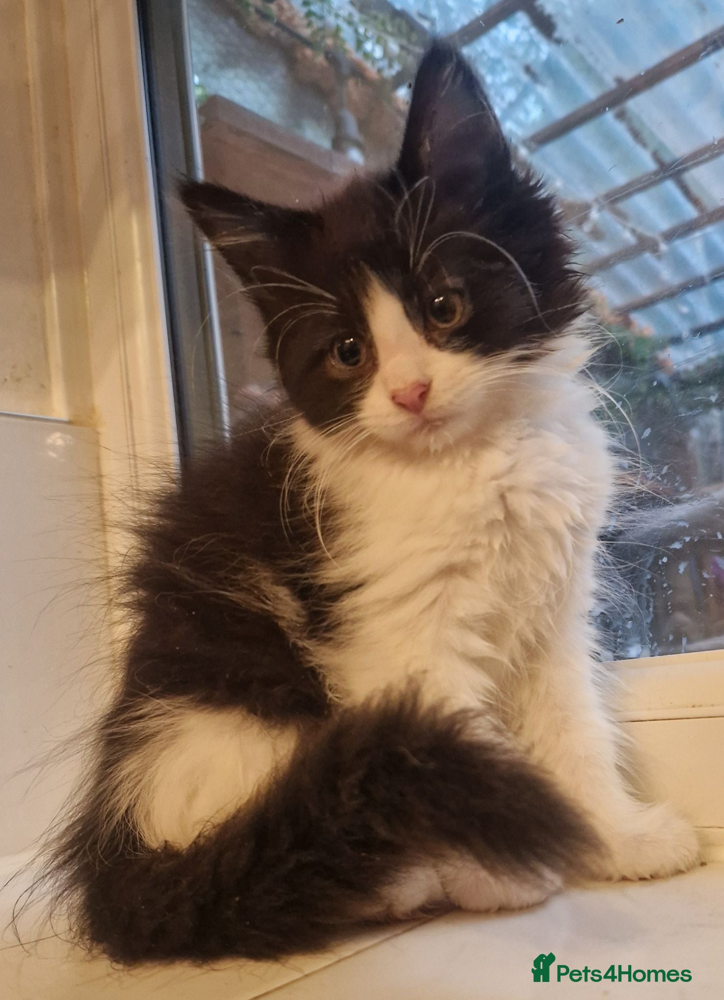 Maine Coon cats The last MaineCoon female and the last mix female. - Advert 1