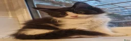 Maine Coon cats for sale: The last MaineCoon female and the last mix female. - Advert 14