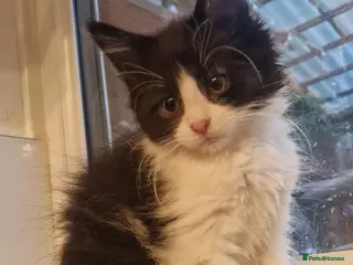 Maine Coon cats The last MaineCoon female and the last mix female. - Advert 1