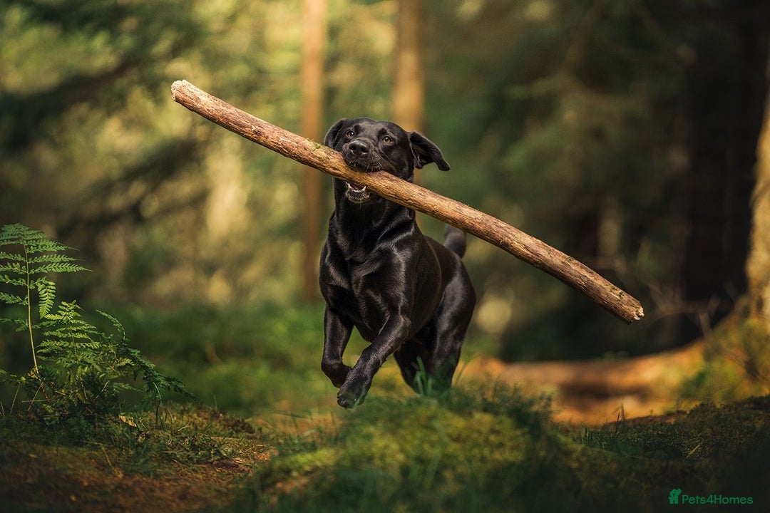 Labrador Retriever dogs for stud: Amazing family/ gun dog . Proven .  in Bath - Image 5