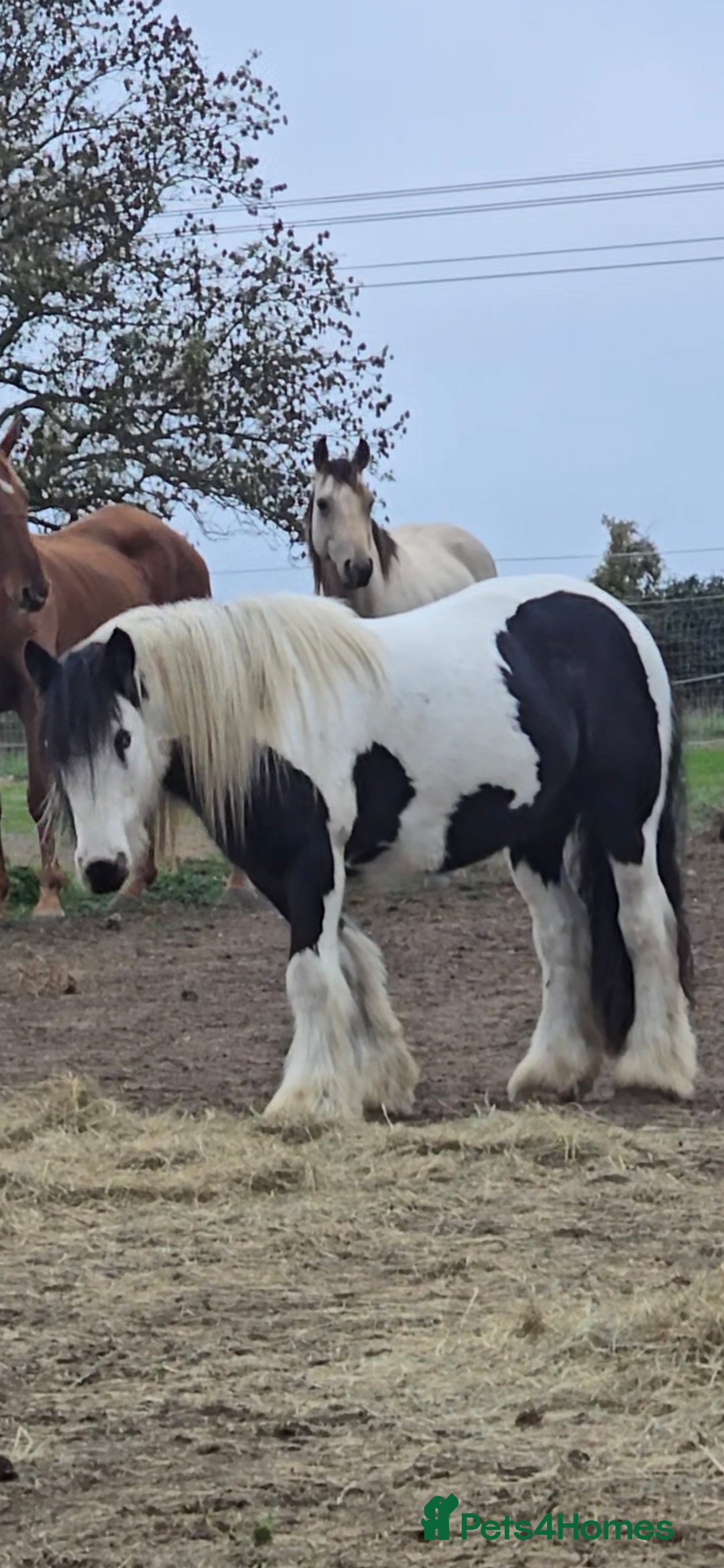 Irish Cob horses for sale: 13.1h Gypsie Cob gelding. - Advert 4