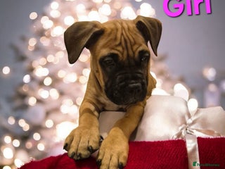 Mixed Breed dogs Bullmastiff x puppies 🐶 - Advert 5