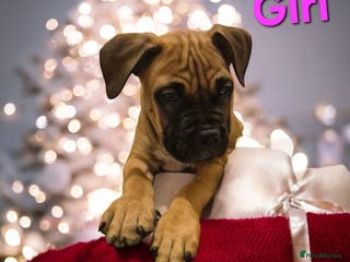 Mixed Breed dogs Bullmastiff x puppies 🐶 - Advert 2