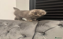 Scottish Fold cats for sale: Stunning purebred Scottish Folds for sale - Image 6