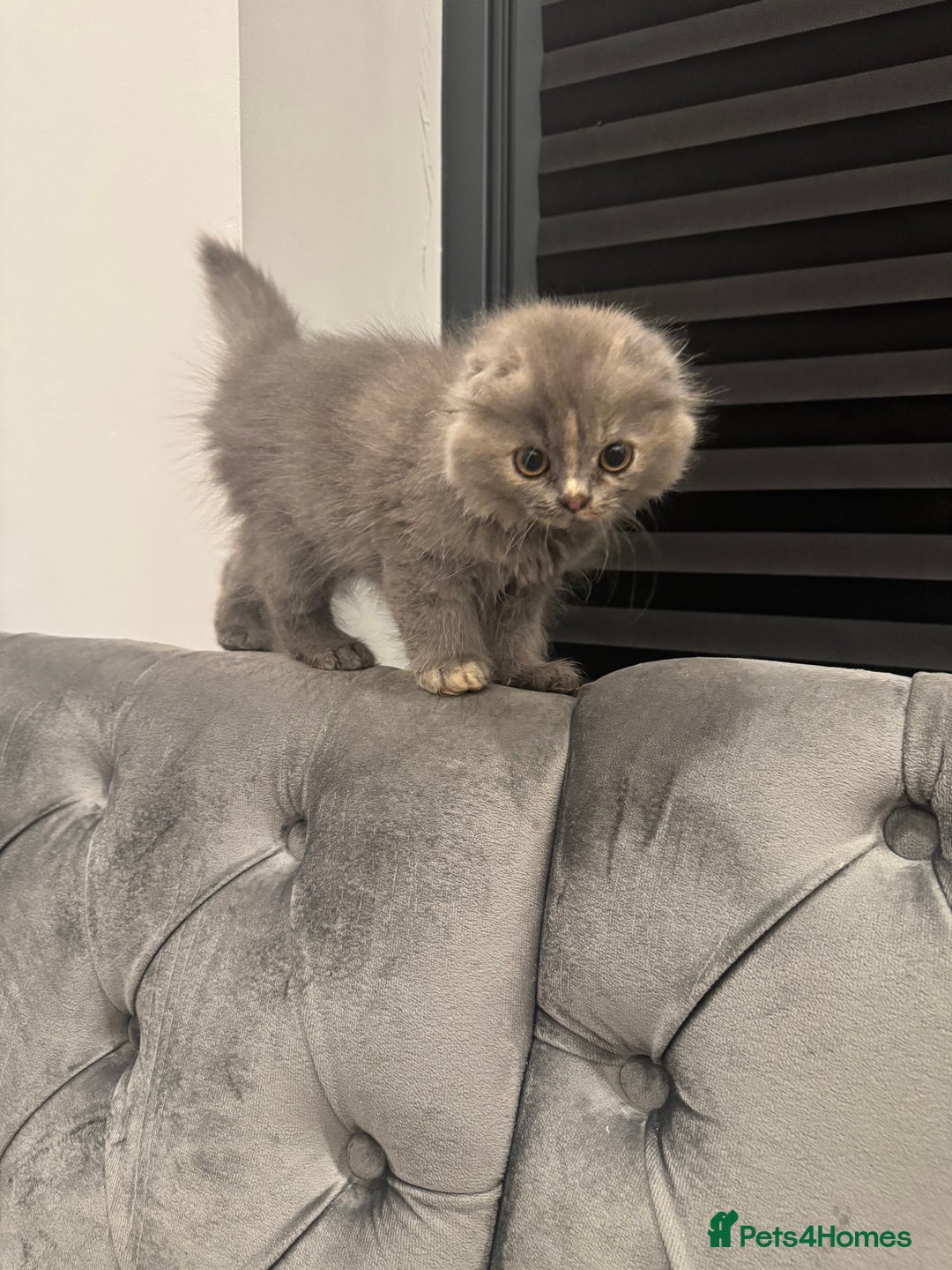 Scottish Fold cats for sale: Stunning purebred Scottish Folds for sale - Image 6