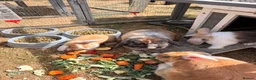 Mini Lop rabbits for sale: Gorgeous mini lop litter  - Advert 5