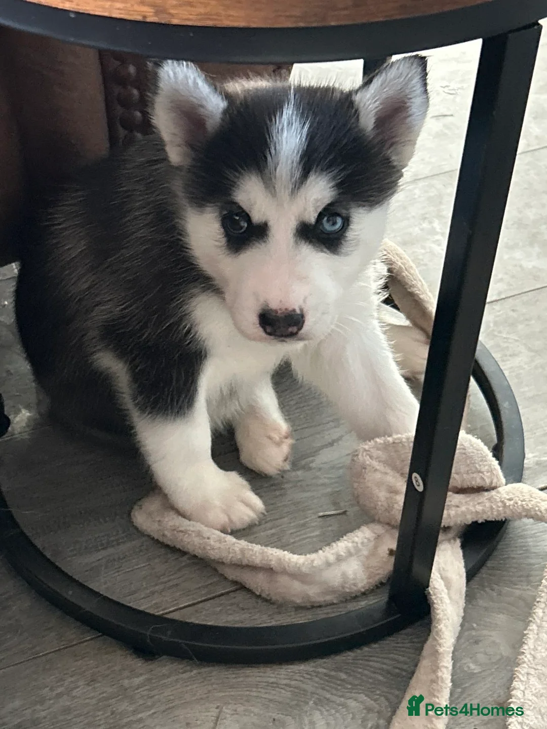 Siberian Husky dogs for sale: 2 husky pups for sale  - Advert 16