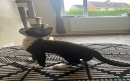 Devon Rex cats for sale: Aramis - Only 2 left Devon Rex Kittens – Exceptional Type  - Image 20