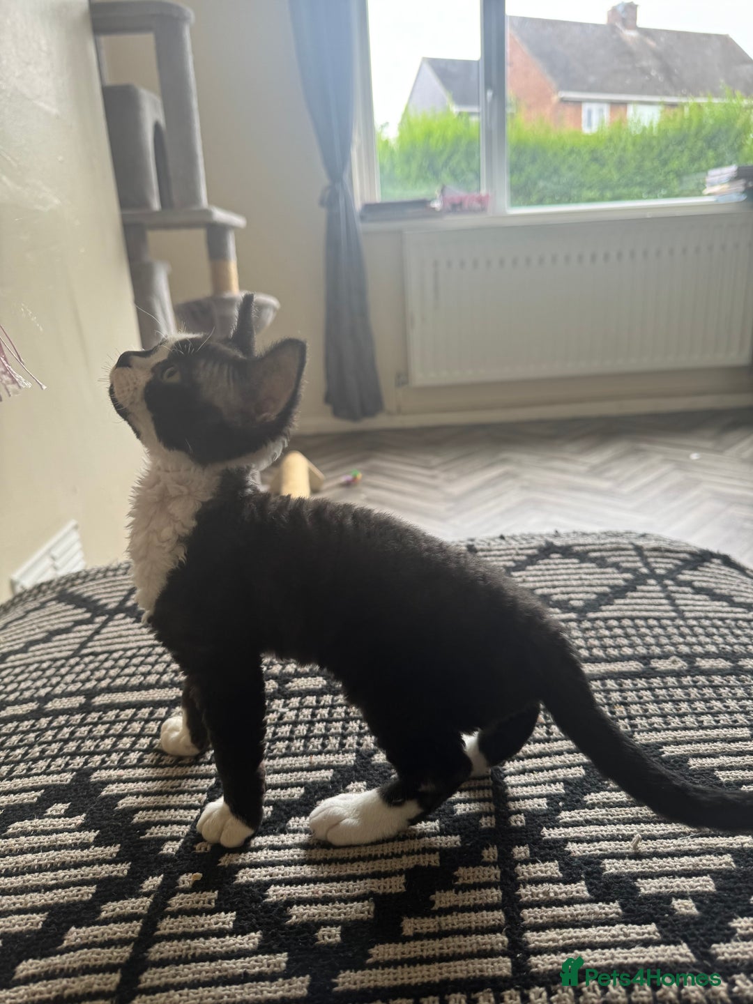 Devon Rex cats for sale: Aramis - Only 2 left Devon Rex Kittens – Exceptional Type  - Image 20