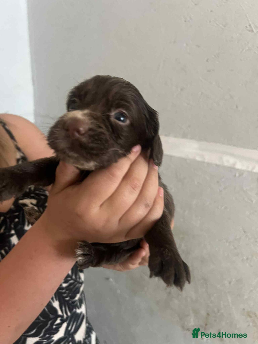Cocker Spaniel dogs for sale: Merl cocker spaniel puppies  - Image 26