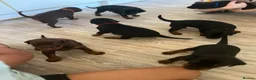 Dobermann dogs for sale: ❤️ Exceptional Family-Raised Doberman Puppies ❤️ - Advert 16