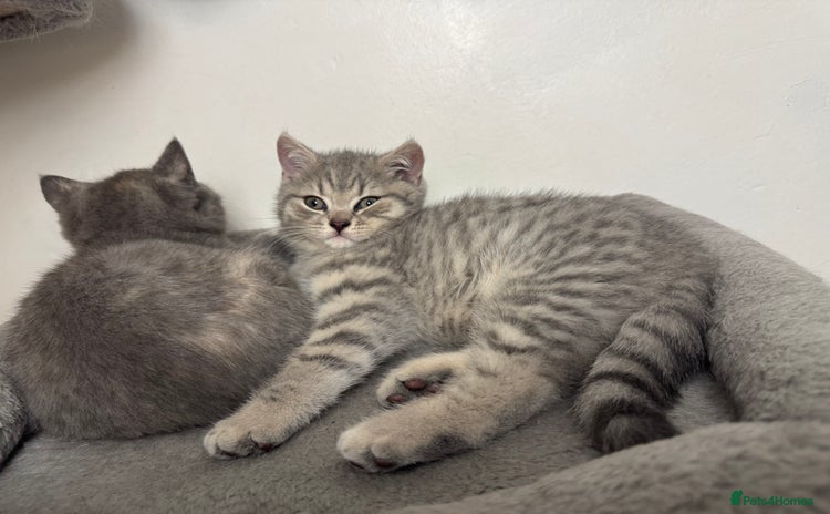 British Shorthair cats - Advert 12
