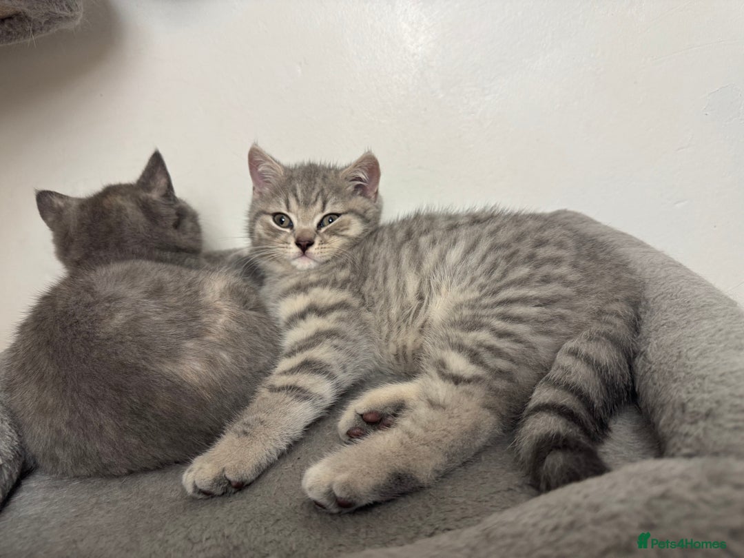 British Shorthair cats for sale: British Shorthair-Blue cream female. - Advert 7