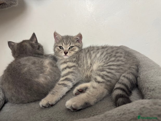 British Shorthair cats - Advert 4