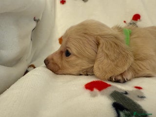 Miniature Dachshund dogs Beautiful Cream Longcoats Miniature Dachshund - Advert 16