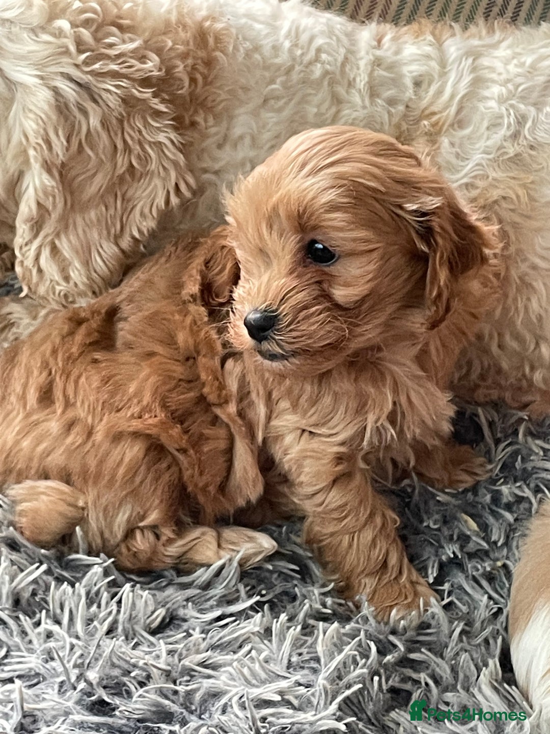 Cavachon dogs for sale: Cavapoochon puppies - Advert 2