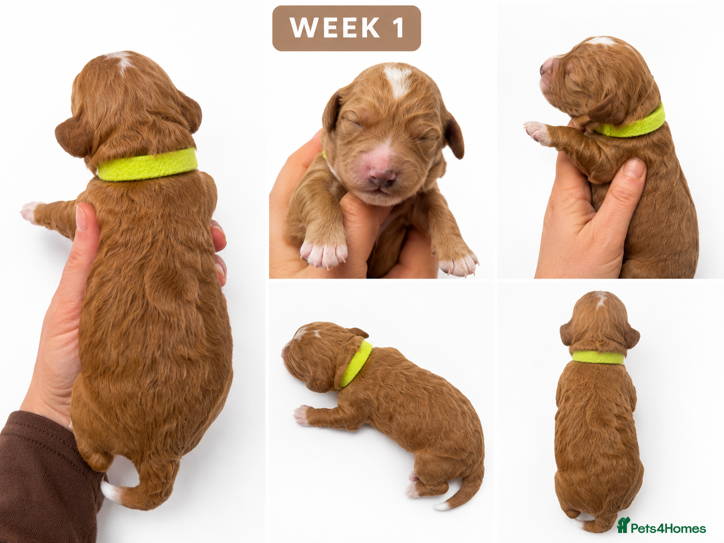 Cockapoo dogs Quality F1 Cockapoo puppies - Advert 2
