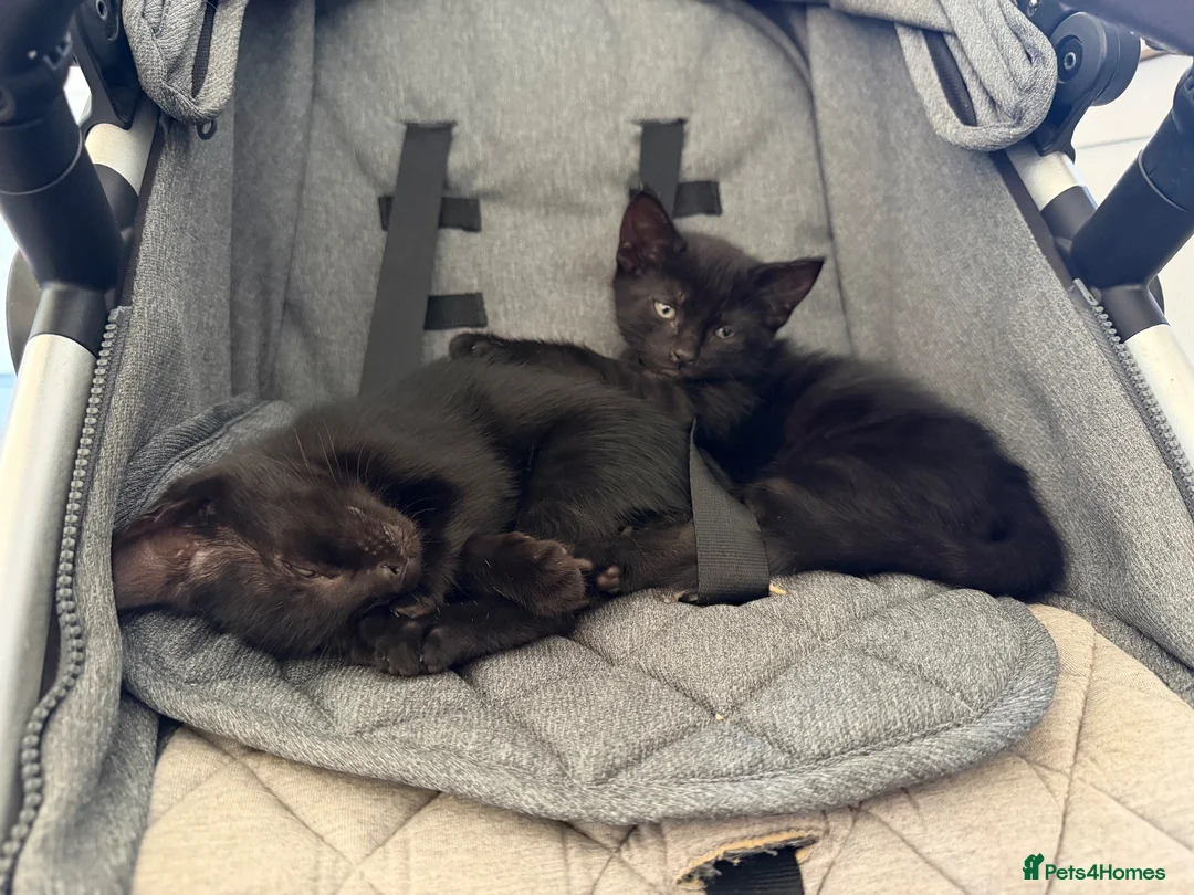 Mixed Breed cats for sale: Farm kittens  - Advert 2