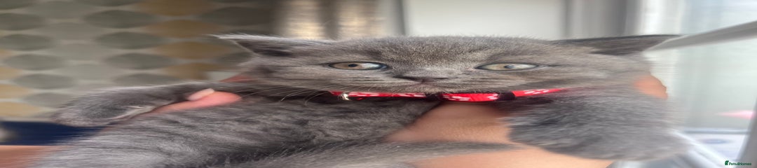 British Shorthair Kitten 1