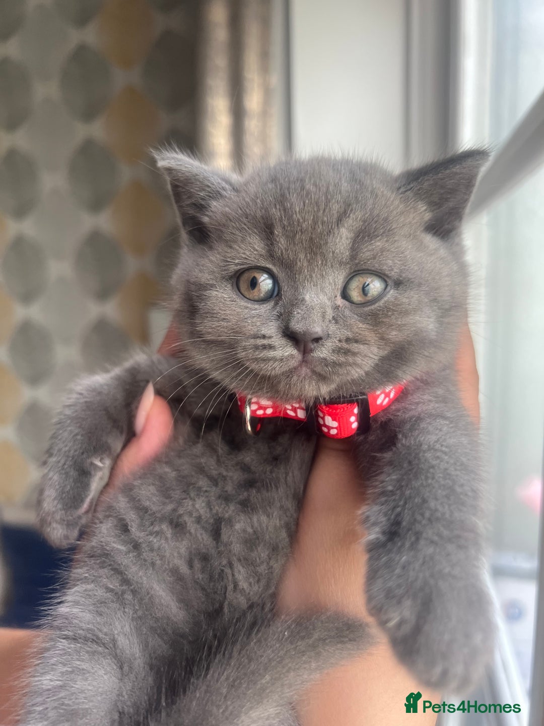 British Shorthair cats for sale: Chunky British Shorthair Kittens - Image 2