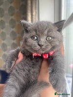 British Shorthair cats - Advert 11