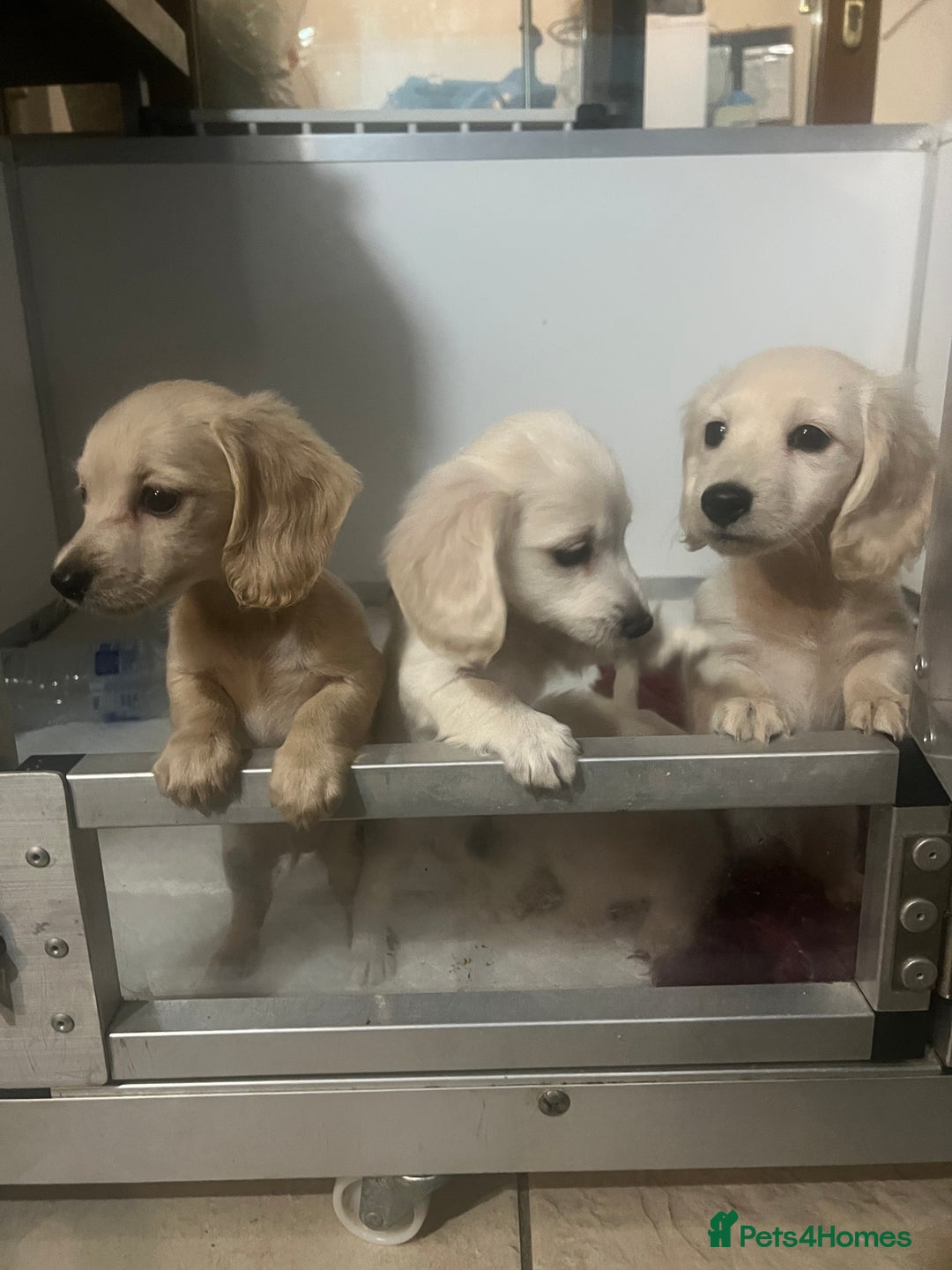 Miniature Dachshund dogs for sale: Very pale cream puppies available - Advert 9