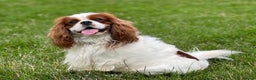 Cavalier King Charles Spaniel dogs for sale: Beautiful Blenheim King Charles spaniel pups    - Advert 12