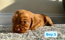 Cocker Spaniel dogs for sale: KC Reg Health Tested Working Cocker Spaniels - Image 22