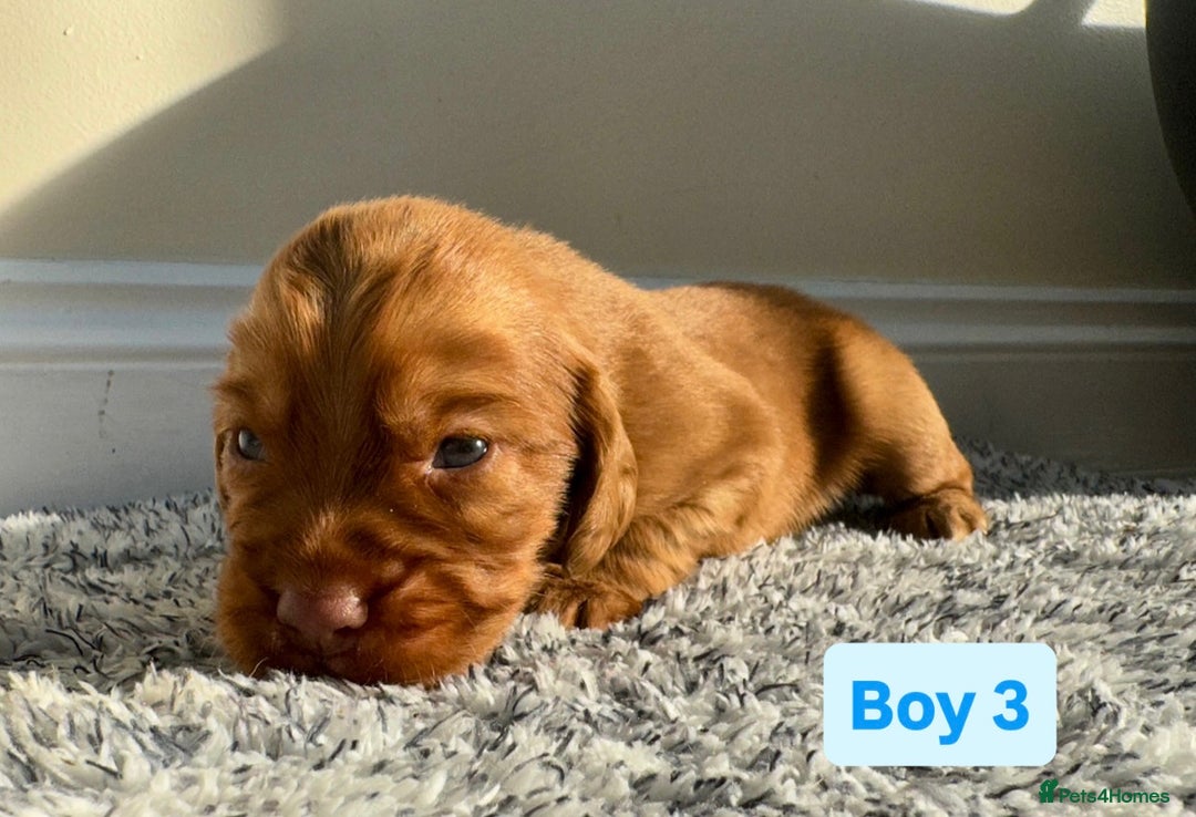 Cocker Spaniel dogs for sale: KC Reg Health Tested Working Cocker Spaniels - Image 22