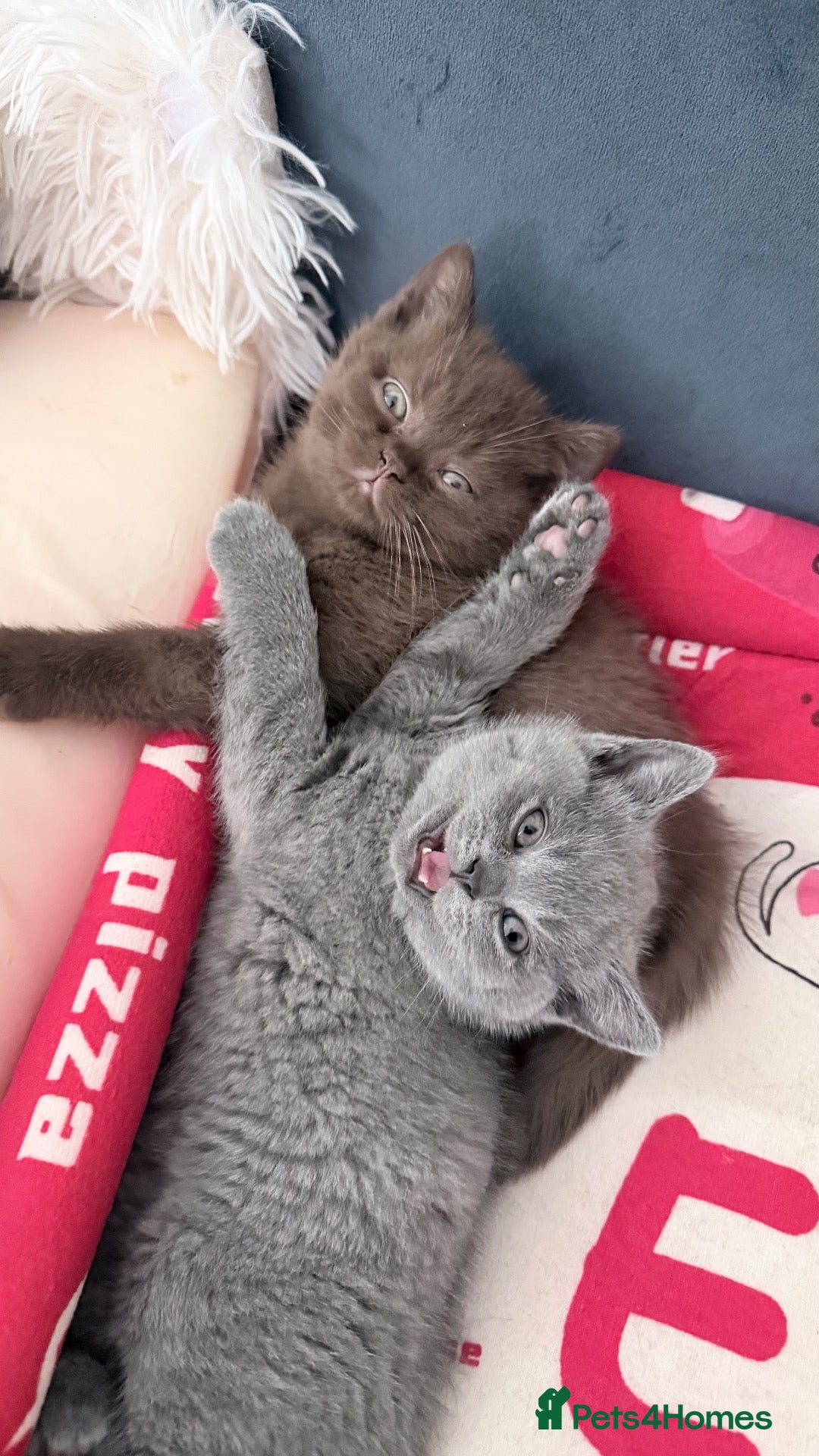 British Shorthair cats Beautiful fully british short hair kittens - Advert 2