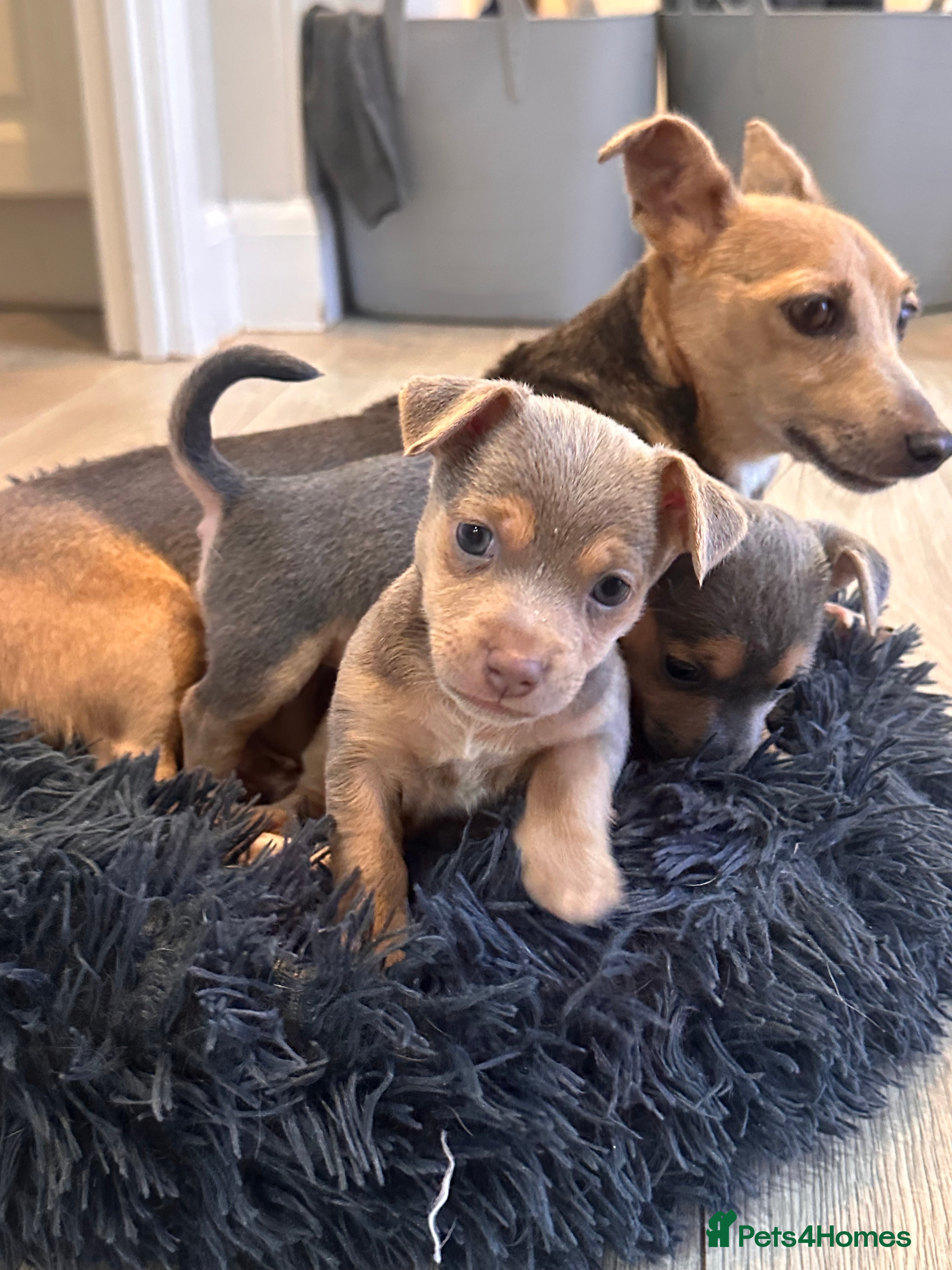 Jack Russell dogs Blue/tan and lilac Jack Russell Puppies - Advert 4