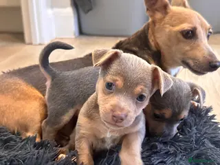 Jack Russell dogs Blue/tan and lilac Jack Russell Puppies - Advert 4