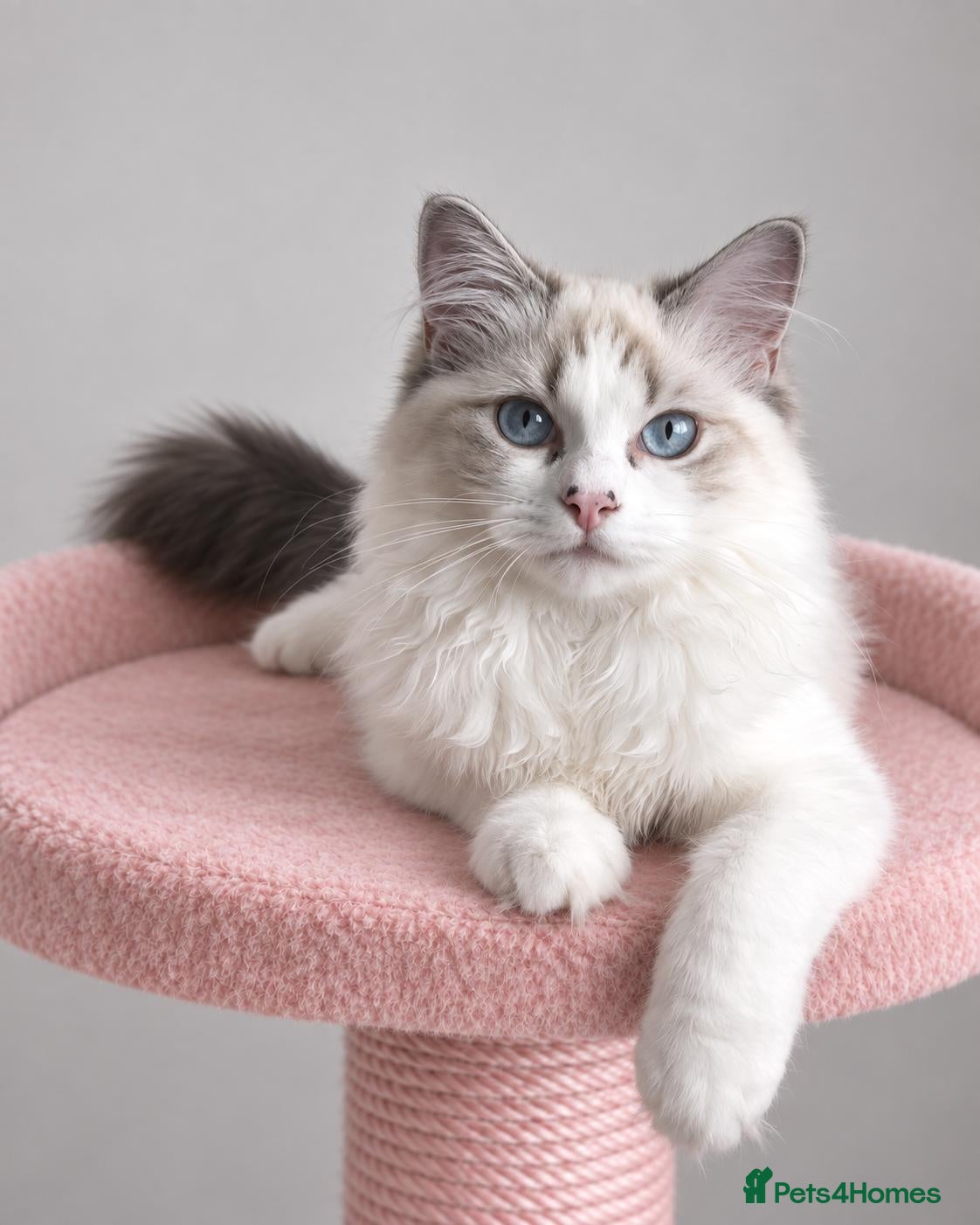 Ragdoll cats for sale: Beautiful TICA Registered Ragdoll Kittens - Advert 1