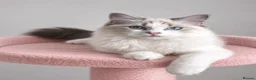Ragdoll cats for sale: Beautiful TICA Registered Ragdoll Kittens - Advert 1