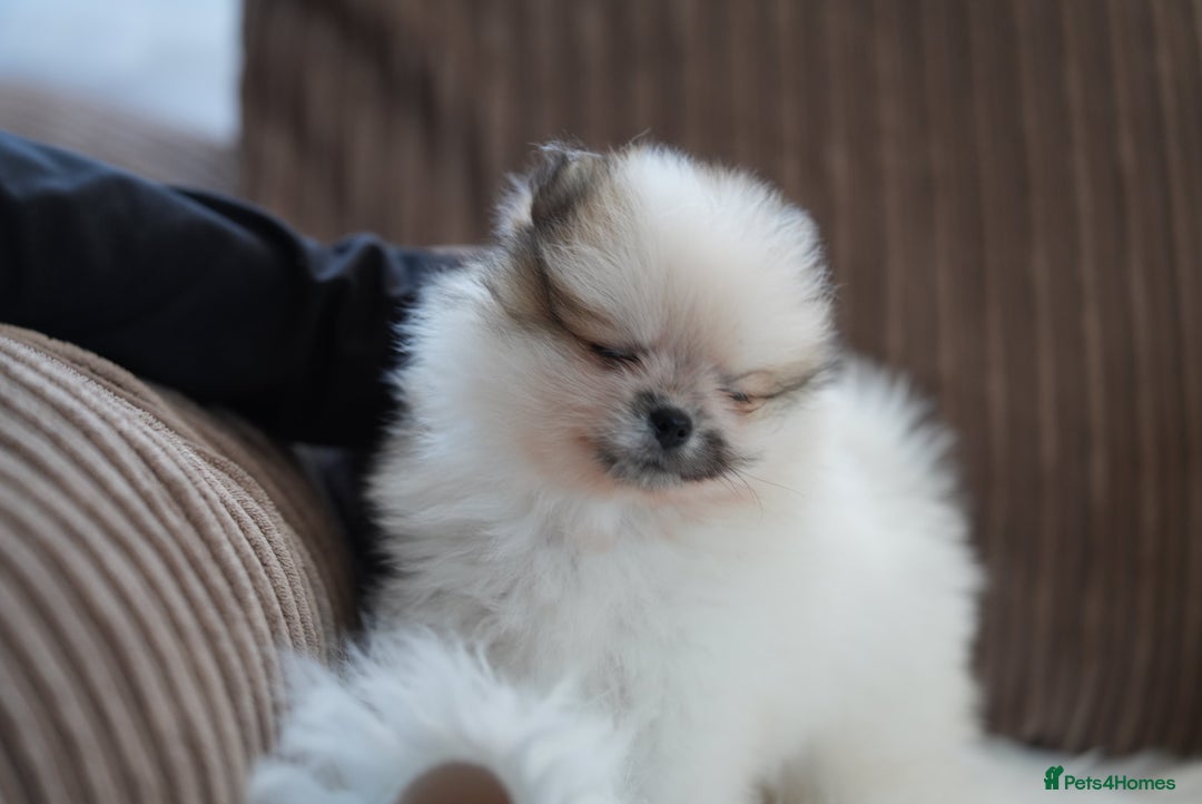 Pomeranian dogs for sale: Two cuties are looking for home  - Advert 10