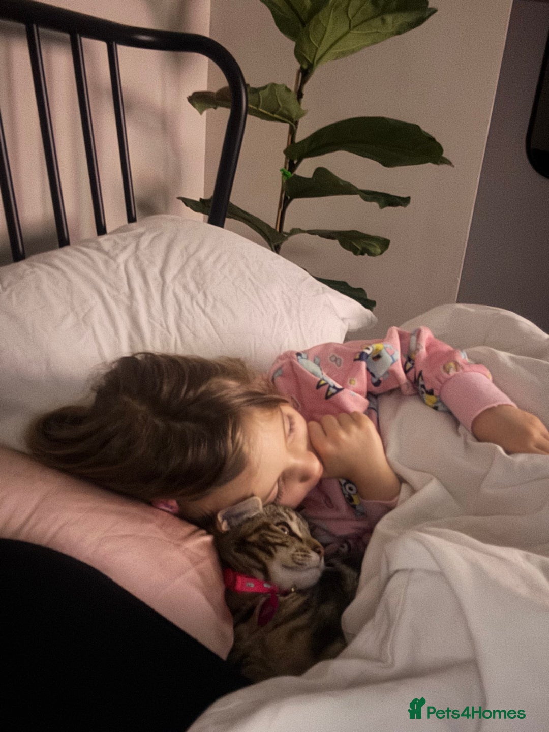 Mixed Breed cats for sale: Delilah - Maine Coon Cross  - Advert 2