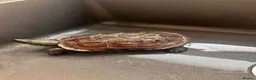 Turtle reptiles for sale: Myrtle the turtle  in Colchester - Advert 2