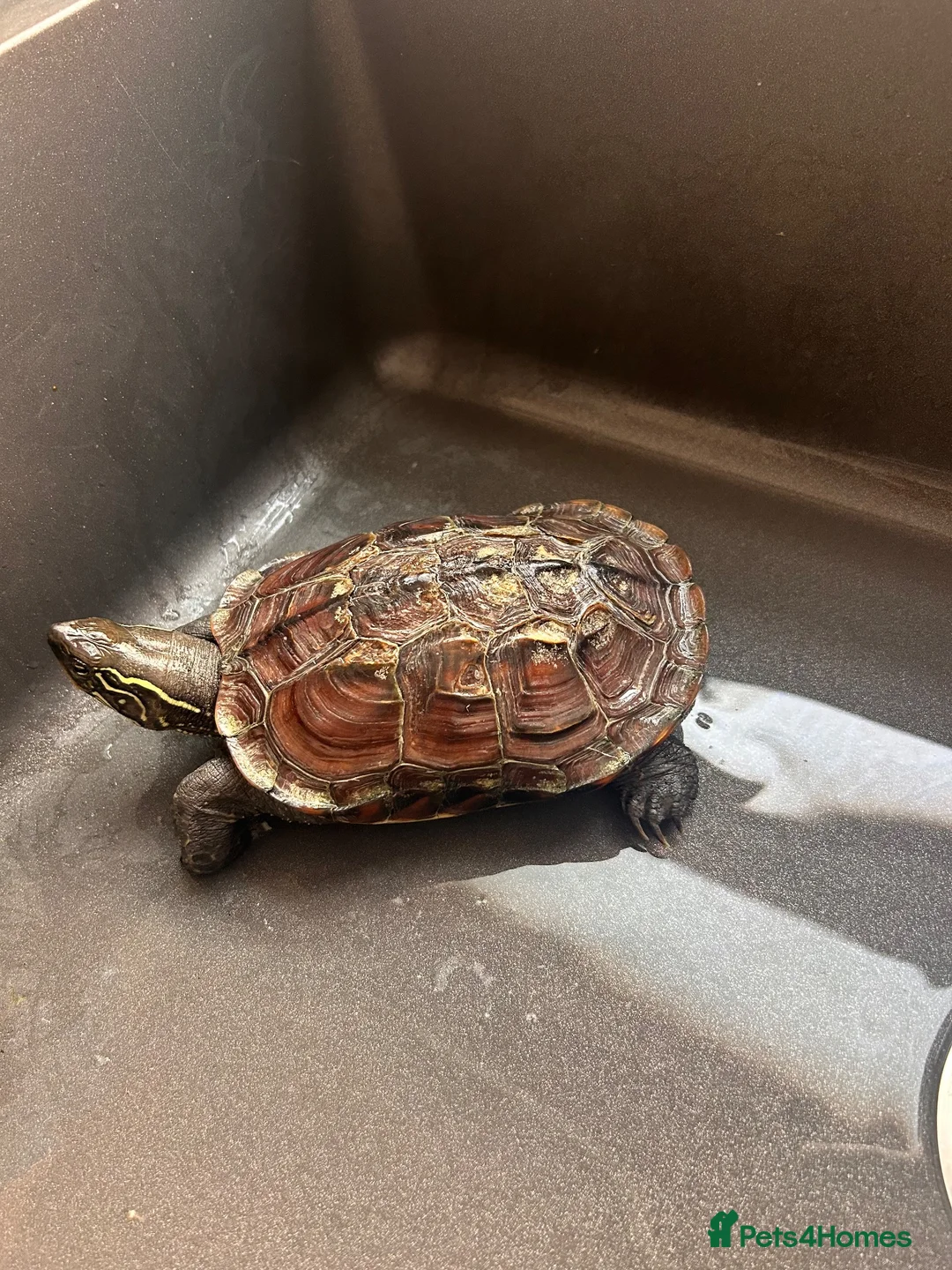 Turtle reptiles for sale: Myrtle the turtle  in Colchester - Advert 2