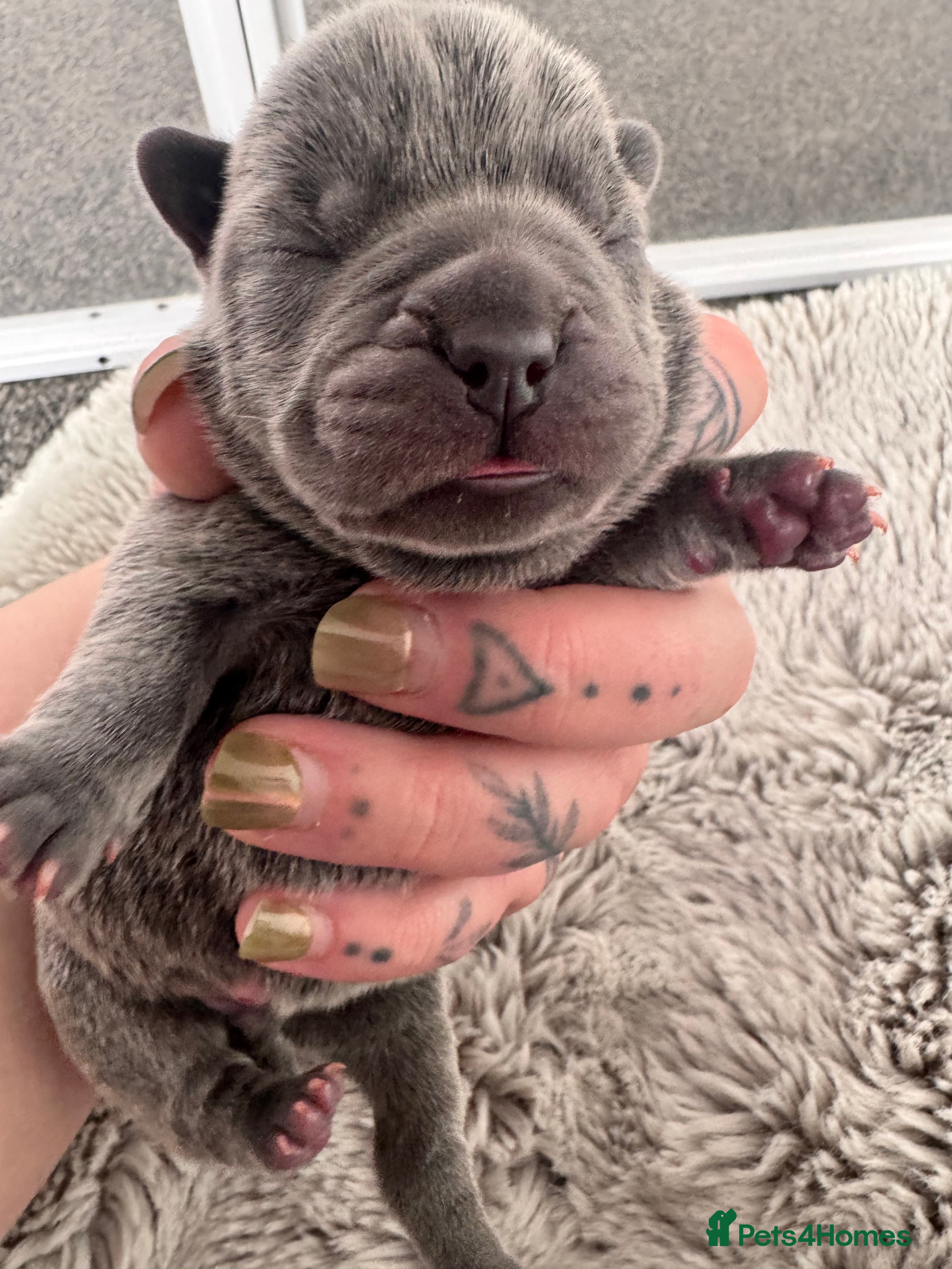 Mixed Breed dogs for sale: Beautiful Litter of French Chows - Advert 19