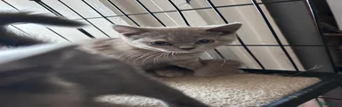 British Shorthair 2